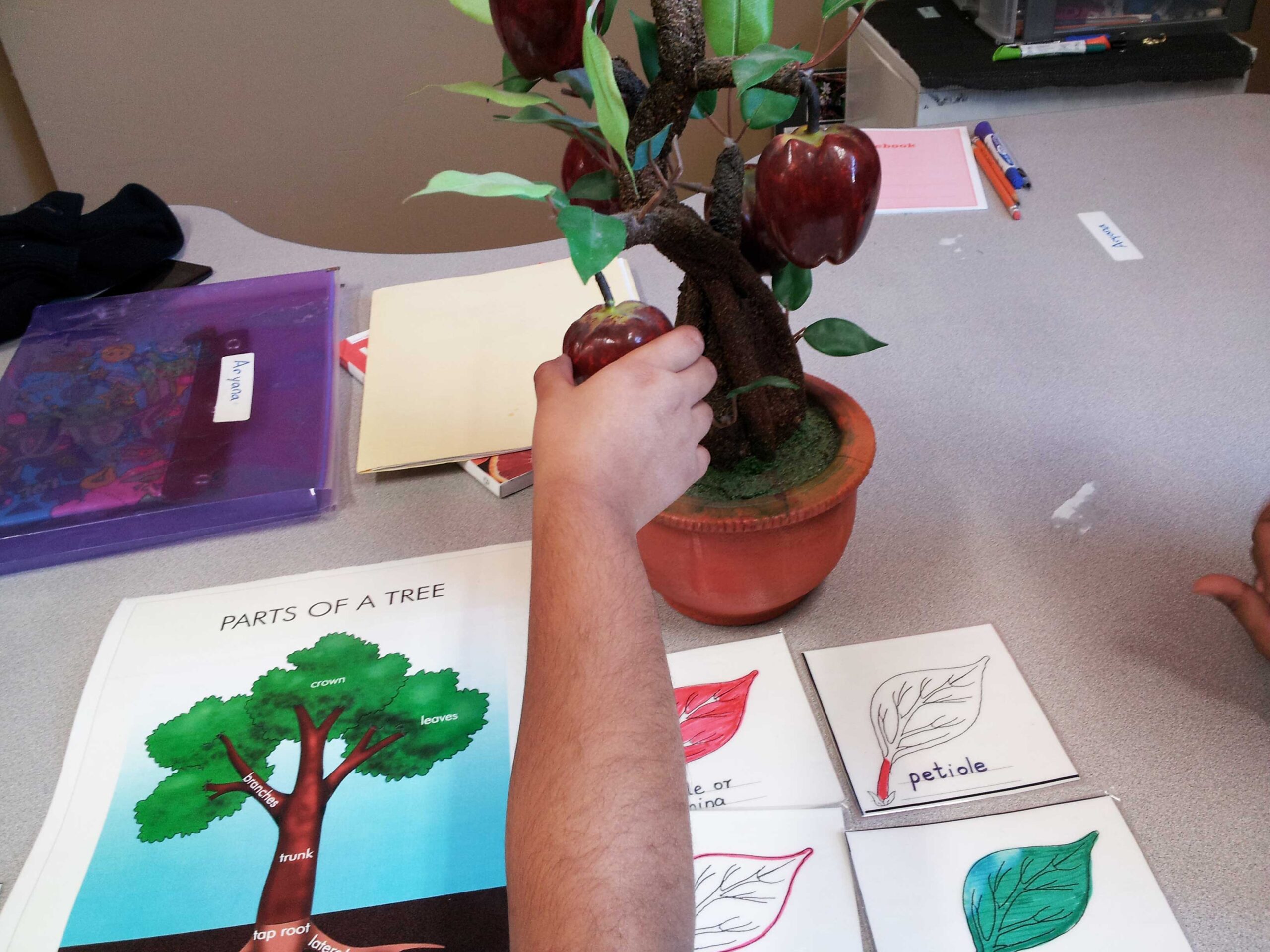 Elementary-0Botany