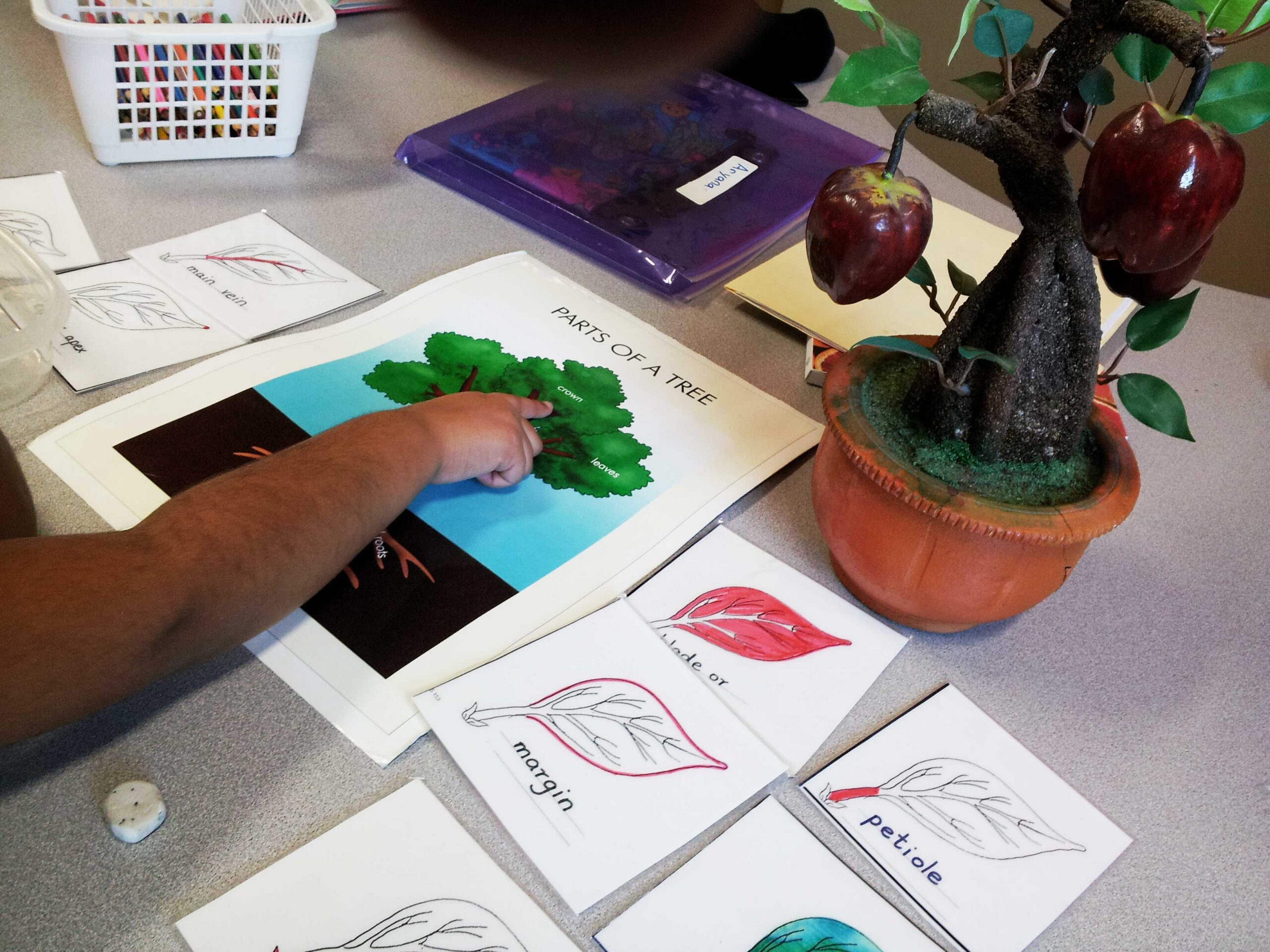 Elementary-Botany-Parts-of-a-tree