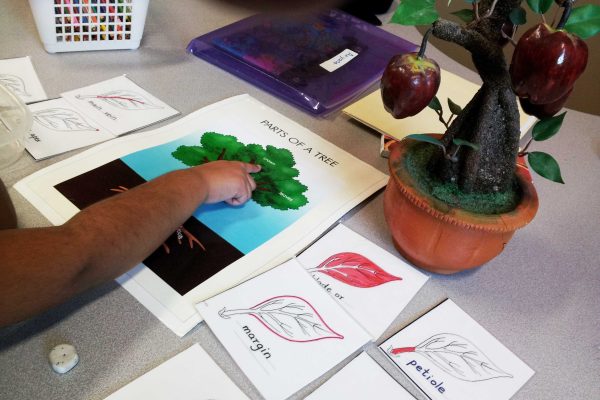 Elementary-Botany-Parts-of-a-tree (1)